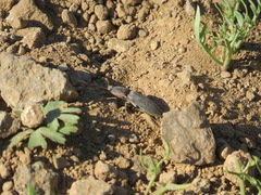 Selatosomus edwardsi