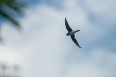 Hemiprocne longipennis