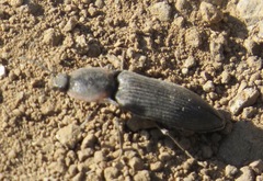 Selatosomus edwardsi