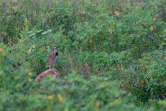 Coturnix coromandelica