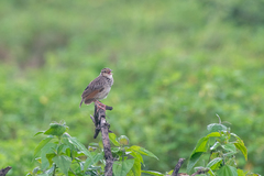 Mirafra erythrocephala