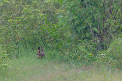 Francolinus pintadeanus