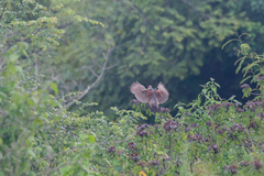 Francolinus pintadeanus