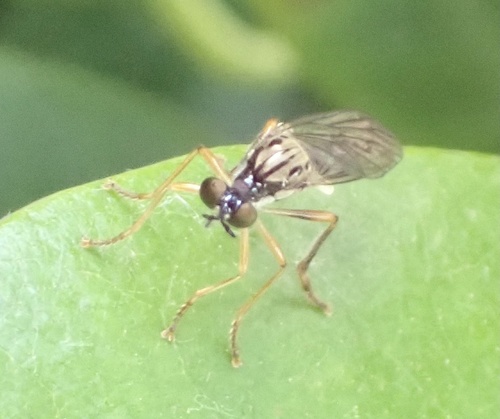 Small Yellow-legged Robber Fly, Graafland, Groot-Ammers, Zuid-Holland, NL, photo 9 of 10