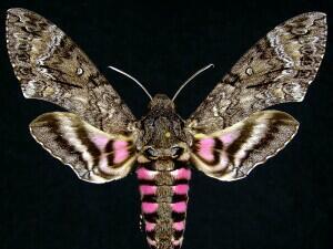 Pink Spotted Hawkmoth — The Department of Environment and Natural Resources