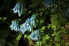 Corydalis elata