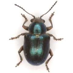 Graphops simplex