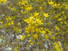 Bupleurum glumaceum