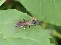 Allantus cinctus