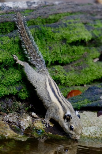 Himalayan Striped Squirrel, Song Phi Nong, Kaeng Krachan District, Phetchaburi, Thailand, photo 5 of 10