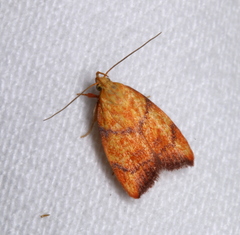 Pycnozancla acribes