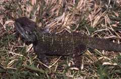 Acanthocercus atricollis