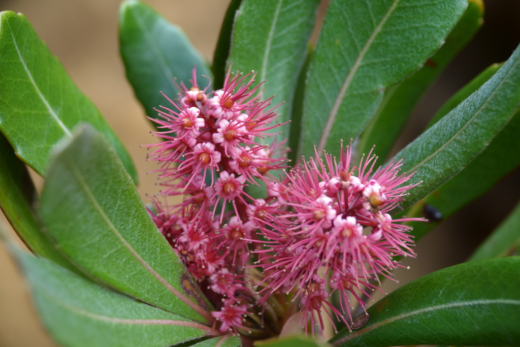 Cunonia purpurea