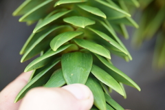 Araucaria goroensis
