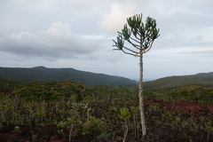 Araucaria goroensis