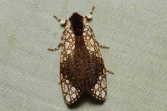 Dudgeonea leucosticta