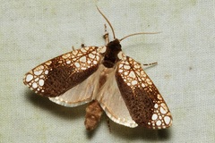 Dudgeonea leucosticta