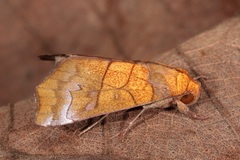 Anomis scitipennis