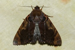 Arcte modesta