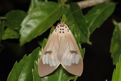 Amerila astreus