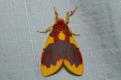 Barsine rubricostata