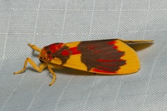 Barsine rubricostata