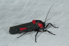 Cyana tettigonioides