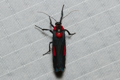 Cyana tettigonioides