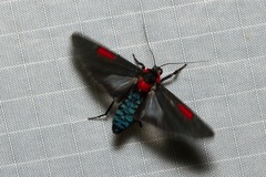 Cyana tettigonioides