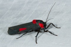 Cyana tettigonioides