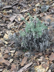Artemisia alaskana