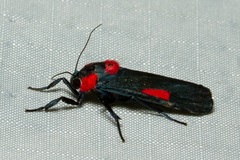 Cyana tettigonioides