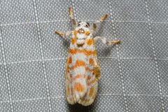 Nephelomilta effracta