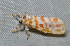 Nephelomilta effracta