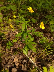 Ranunculus conspicuus