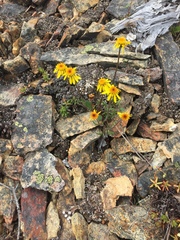 Packera ogotorukensis