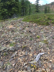 Packera ogotorukensis