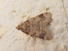 Aglossa dimidiatus