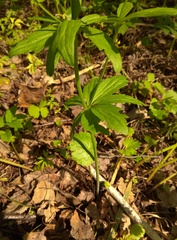 Ranunculus conspicuus