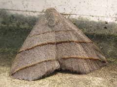 Colobochyla salicalis
