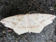 Pareclipsis gracilis