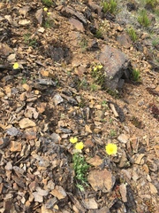 Papaver macounii discolor