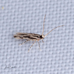 Melanocinclis lineigera