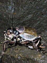 Cyphoderris
