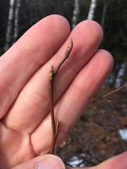 Amelanchier sanguinea