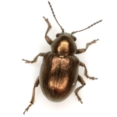 Graphops simplex