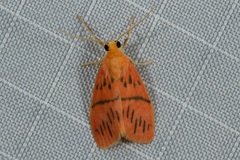 Miltochrista pingera