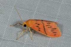 Miltochrista pingera