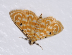 Notarcha aurolinealis