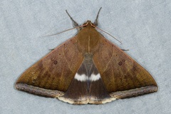 Artena dotata